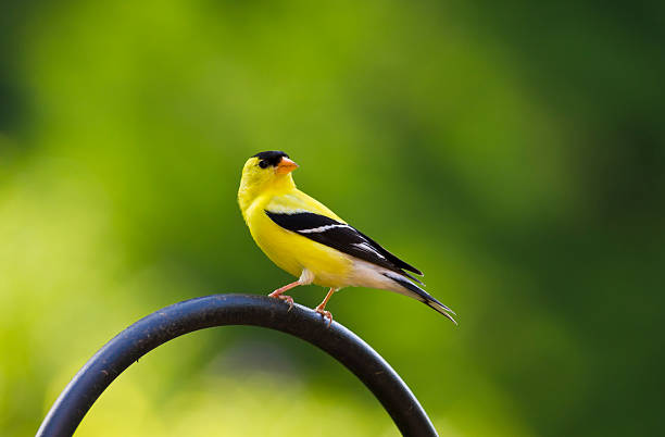 istock Male American Goldfinch 179262188