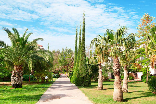 istock palm trees and cypresses 179262197