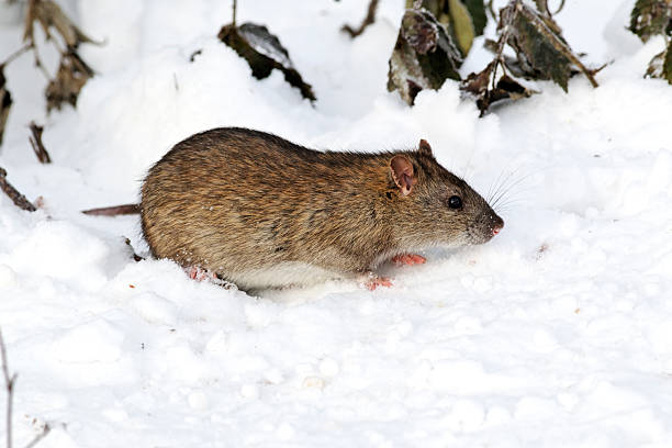 istock Brown rat, Rattus norvegicus 179262286