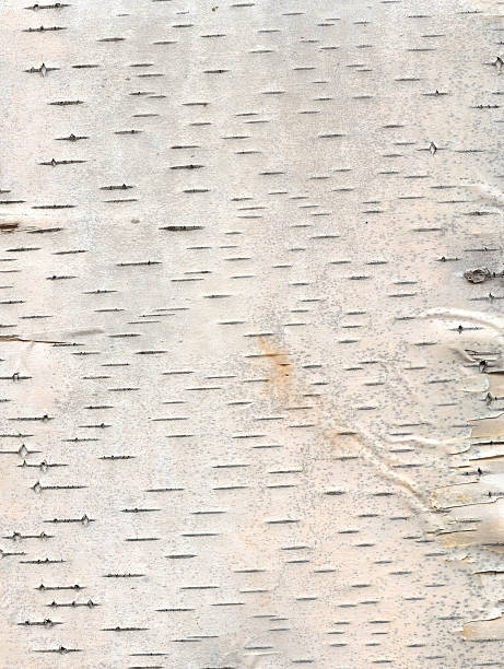 bétula casca de árvore - birch bark birch tree textured imagens e fotografias de stock