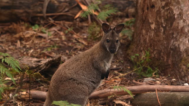 Slow Motion: Tasmanian Wallaby in the wild