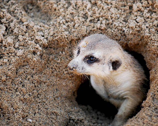 istock Meerkat Guarding the Home 179262498