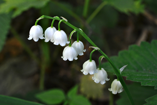 Close up of the bell shaped flowers of Lily of the Valley