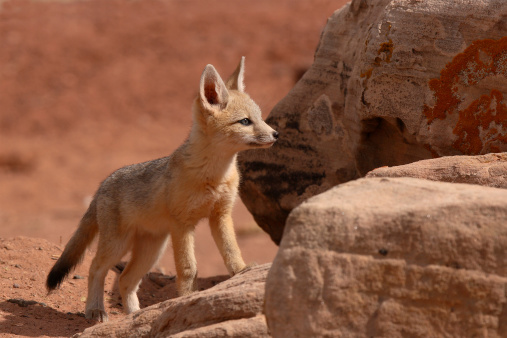 A Kit Fox puppy clambering about the rocks outside of its den in Utah.