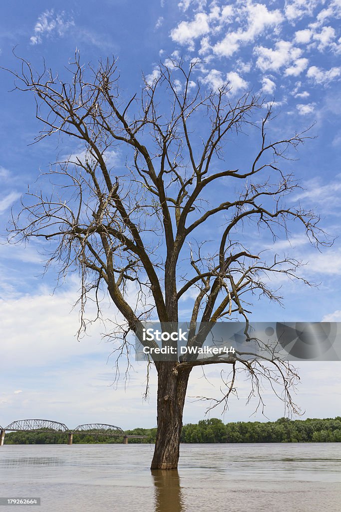 Árvore isolada em inundado rio Mississippi - Foto de stock de Ameaças royalty-free
