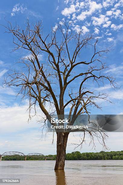 Одиночное Дерево На Создаваемую Река Миссисипи — стоковые фотографии и другие картинки Вертикальный - Вертикальный, Влажный, Вода