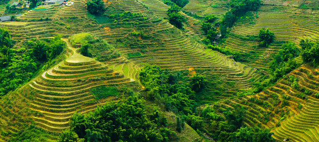 The Rice field terraces in Sapa, Vietnam