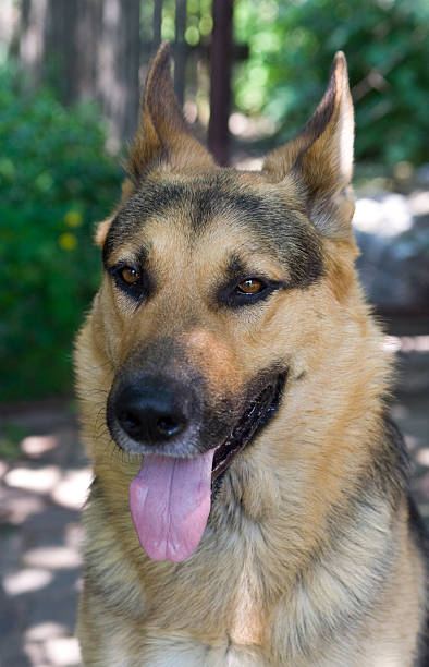 German Shepherd. stock photo