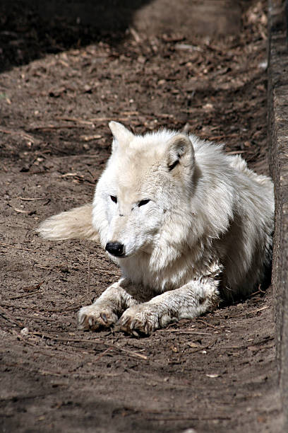 White wolf stock photo
