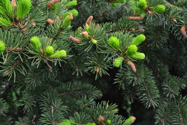 istock blue pine branches with cones isolated wallpaper 1792628871