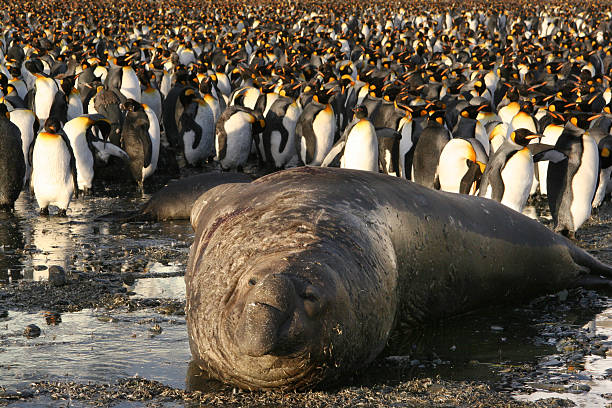 istock Sea Elephant & King Penguins 179262970