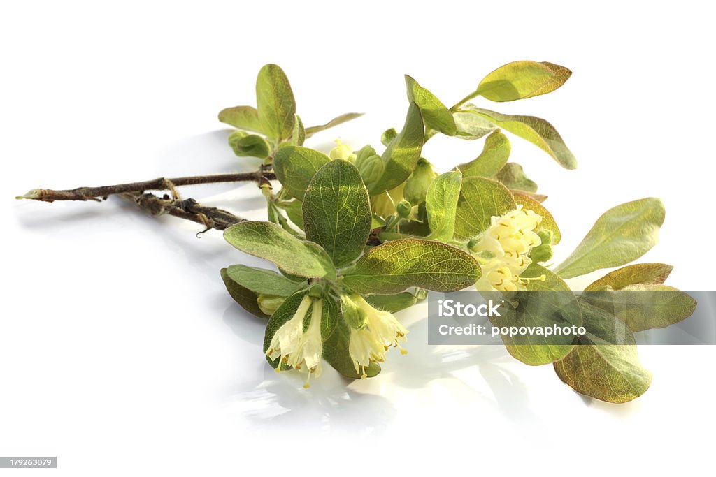 Flowers of a honeysuckle with leaves Flowers of a honeysuckle with leaves on a white background Arrowwood Stock Photo