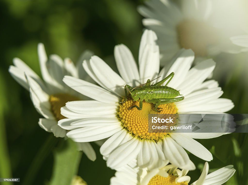 Cavalletta sul fiore selvaggio - Foto stock royalty-free di Ambientazione esterna