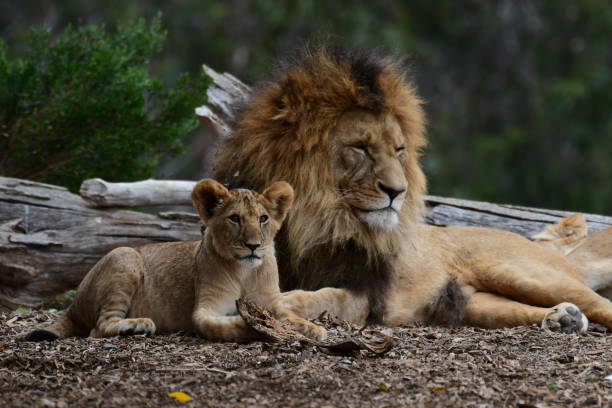 istock Male lion with cub 1792632151