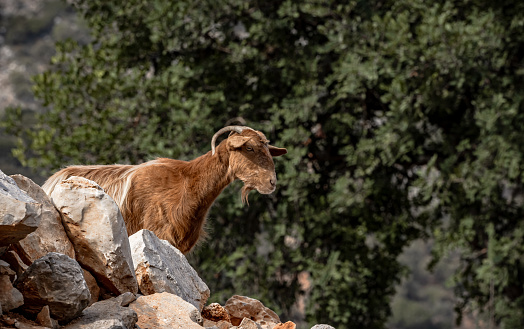 Goat in Greece