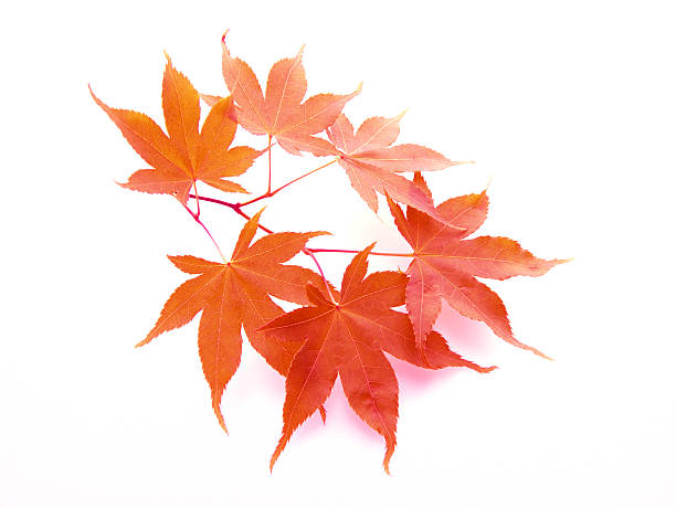 istock Autumn  leaves of japanese maple 179263286