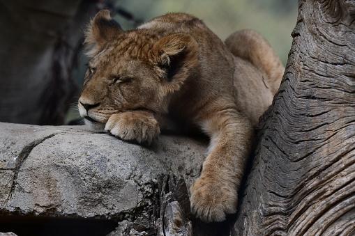Lion cub sleeping in the zoo
