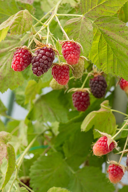 tayberrie - raspberry berry vine berry fruit zdjęcia i obrazy z banku zdjęć