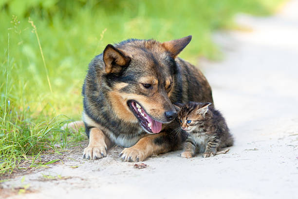 istock Big dog and the little kitten 179263697