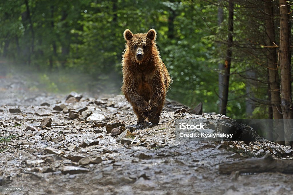 Marrón bears en el Carpathians. - Foto de stock de Aire libre libre de derechos