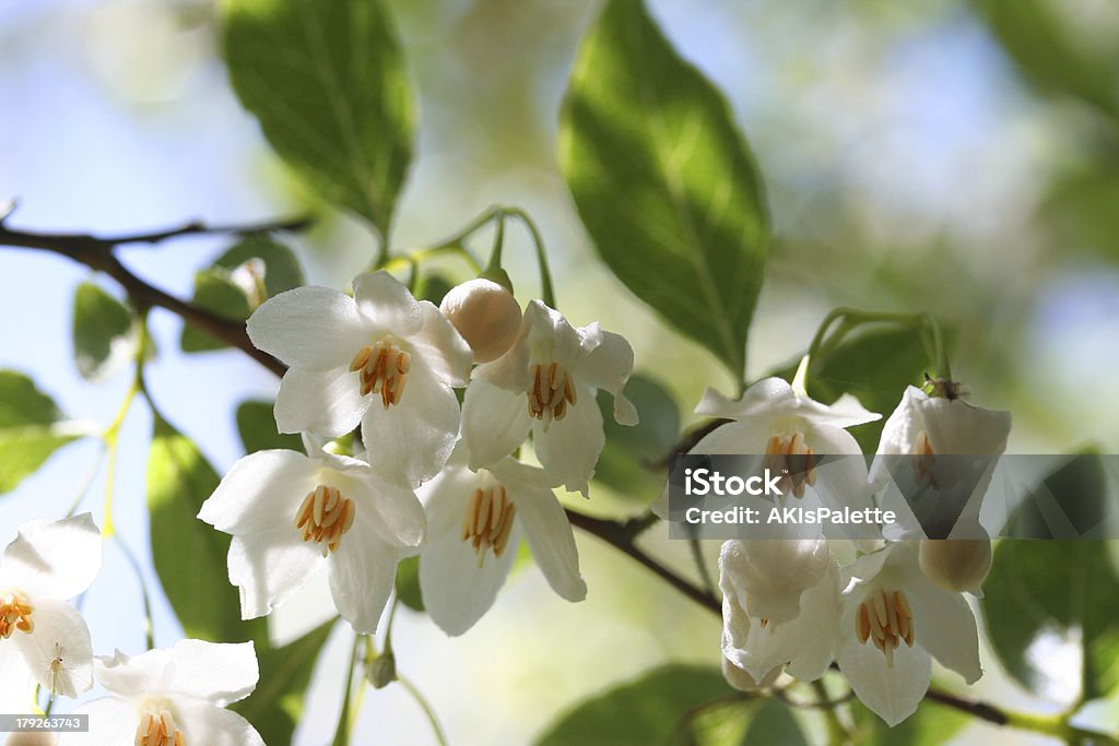 storax Blossom Stock Photo