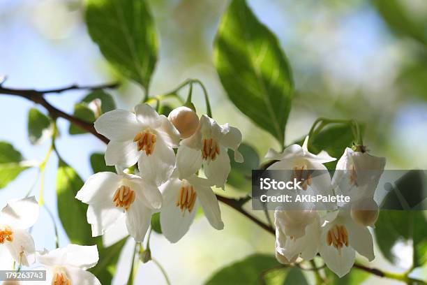 Storax Stock Photo - Download Image Now - Blossom, Clear Sky, Close-up
