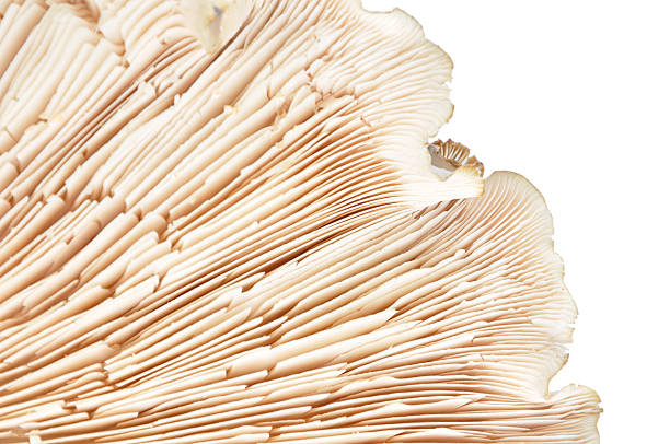 Detail mushrooms bottom stock photo