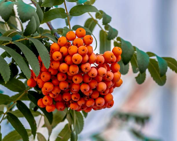 istock Rowan berries on a branch close-up 1792639833