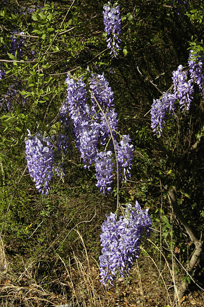 American Wisteria (W. frutescens) Hanging around on this tree, here in Georgia, USA wisteria frutescens stock pictures, royalty-free photos & images