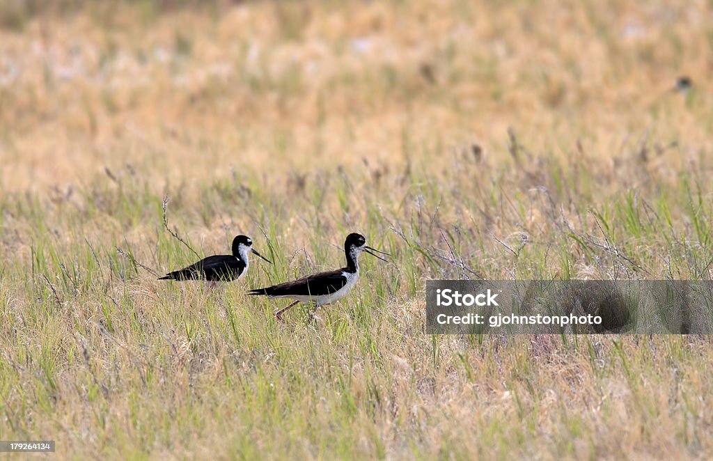 Dois preto necked palafitas. - Foto de stock de Adulto royalty-free