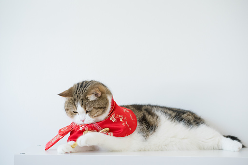 chinese new year concept with scottish cat wear red traditional china clothing with white background