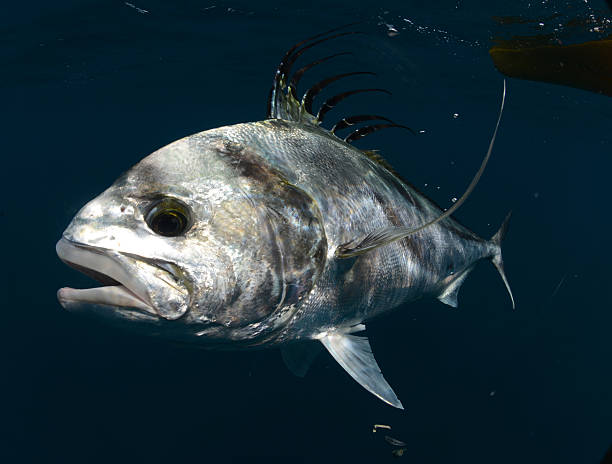 istock roosterfish swimming underwater in warm waters 179264855