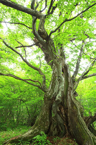 istock Primeval forest of Chestnut tree 179264999