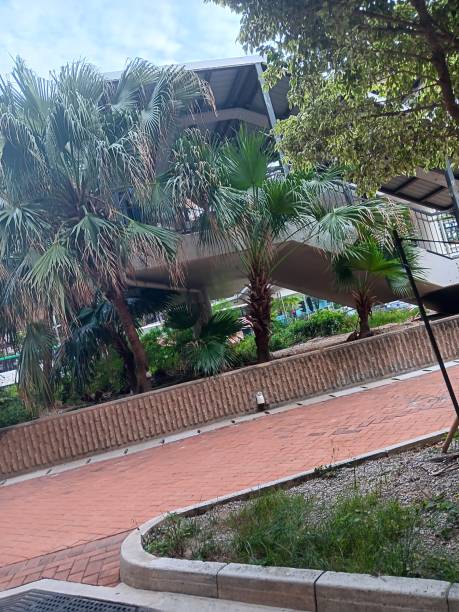 istock Beauty of palm trees scrambling for space under crowded bridge 1792650759
