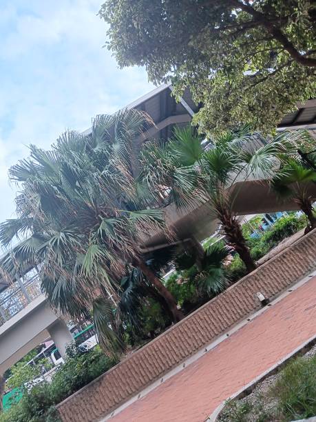 istock Beauty of palm trees scrambling for sunlight under crowded bridge 1792650866