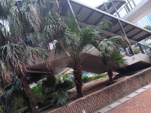 istock Beauty of palm trees scrambling under crowded bridge 1792652370