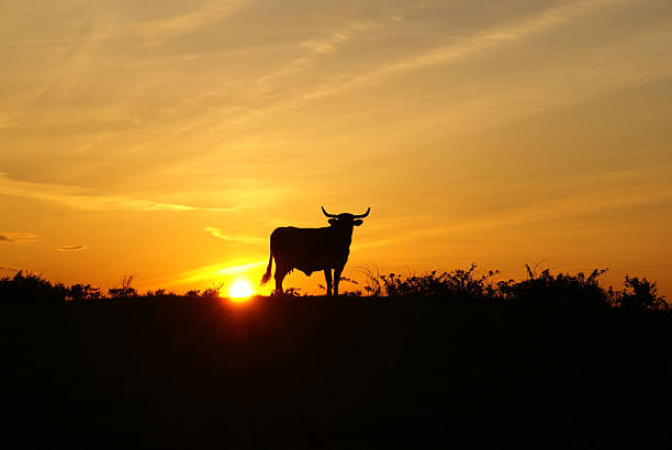 sonnenuntergang mit longhorn-stier - texas longhorn cattle stock-fotos und bilder