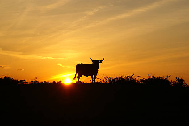 夕暮れ時のロングホーンステアリング - texas longhorn cattle ストックフォトと画像