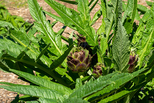 Close-up shot of artichoke (Cynara cardunculus) globes ripening on the end of the artichoke plant stalks.