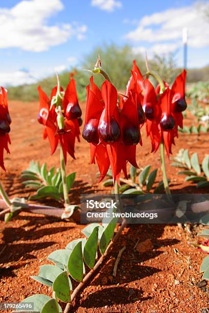 Sturtwüste Erbse Northern Territory Australien Stockfoto und mehr Bilder von Wüste - Wüste, Australien, Blatt - Pflanzenbestandteile