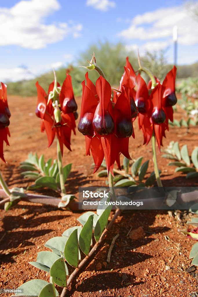 Sturt 사막 완두콩. 호주 노던 테리토리 - 로열티 프리 사막 스톡 사진