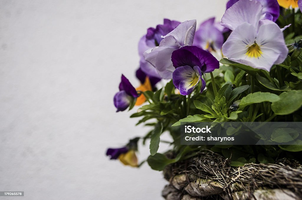 Ładna pansies w koszyku - Zbiór zdjęć royalty-free (Bliski)