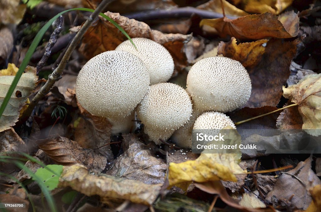 Photo Macro de blanc champignons dans une forêt - Photo de Aliment libre de droits