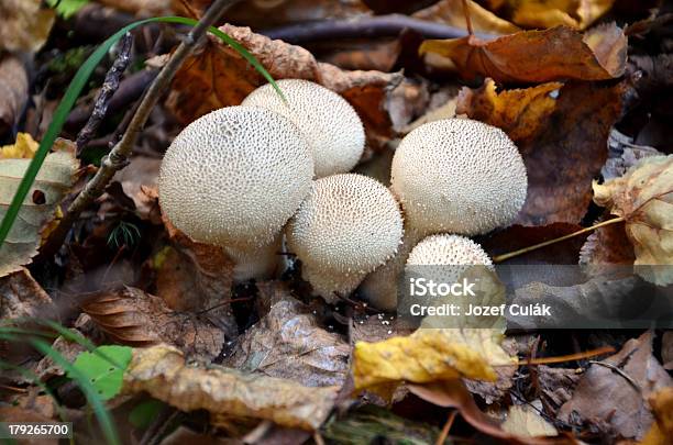 Photo libre de droit de Photo Macro De Blanc Champignons Dans Une Forêt banque d'images et plus d'images libres de droit de Aliment - Aliment, Aliment cru, Aliments et boissons