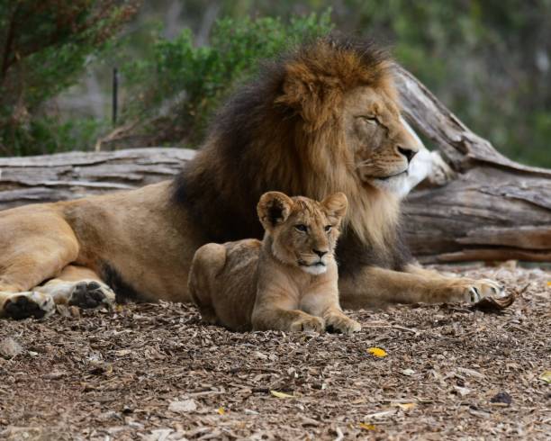 istock Male lion with cub 1792657228