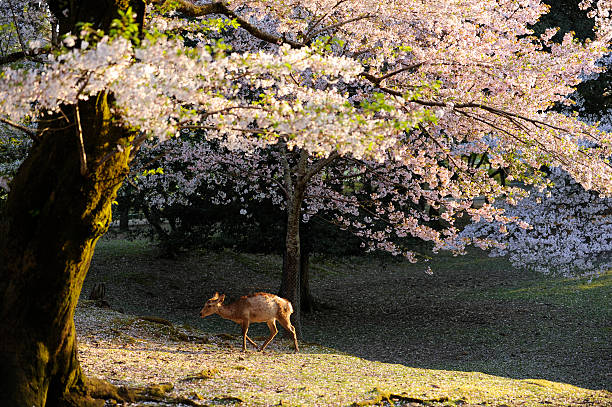 istock Asian deer, Nara, Japan 179265801