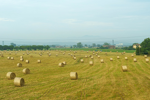 On the field near the farm are pressed rolls of straw.