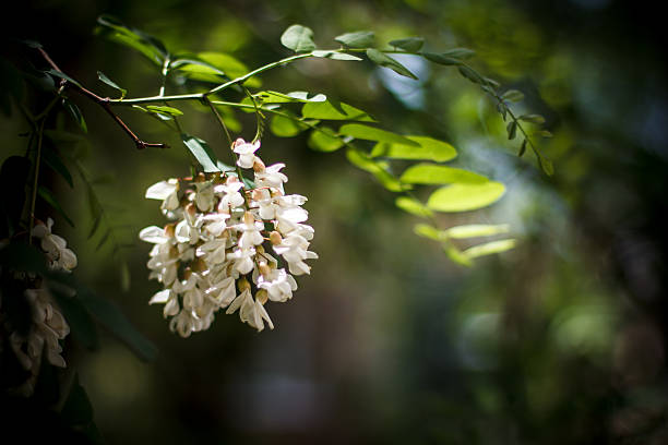 Branch of white acacia flowers on green background stock photo