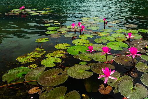 Lotus pond at Trang An