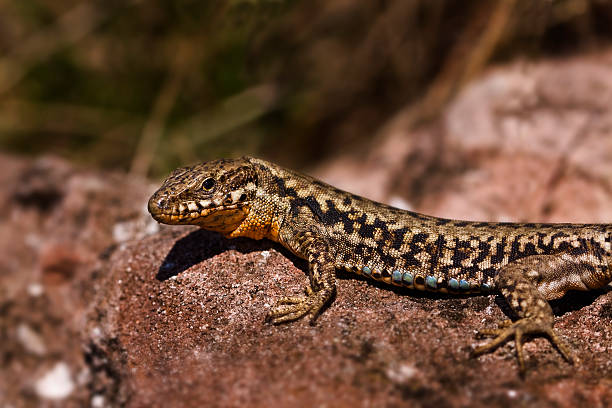 Lizard do sol - foto de acervo